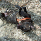 ginger_09.jpg